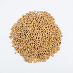 Pestka Wiśni, Oczyszczona Ekologiczna Świeża 1kg